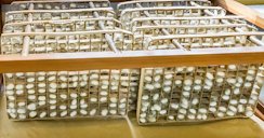 Silkworm cocoons being nurtured in straw cage