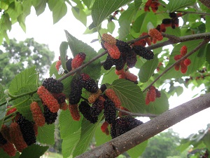 Ripe and unripe fruit