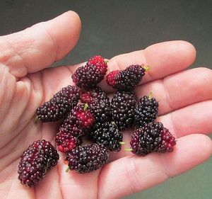 Ho’O Mulberry – Bizarre shaped Leaves! Fruits Too!
