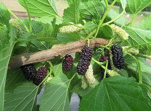 Silk Hope Mulberry – Yummy and Prolific!