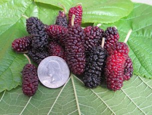 Valdosta Mulberry – A Georgia Find!
