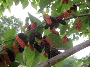 Wacissa Mulberry – A local Find!