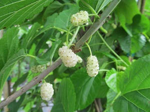 White Beauty Mulberry – Sweet White Mulberries!