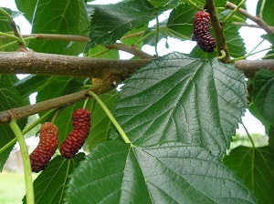 Illinois Everbearing Mulberry