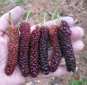 Pakistan mulberry – Seedless 4 Inch Fruit!
