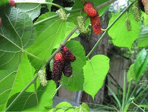 Boysenberry Black Mulberry – Rich Tangy Sweet Flavor!