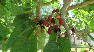 Callie’s Delight’ Contorted Mulberry – Fruiting Contorted Mulberry!
