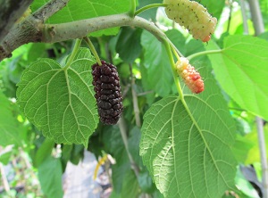 East Coast Mulberry – Fruits Well in Tropical Climates!