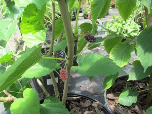 Edible Leaf Mulberry – Eat the Leaves, too!