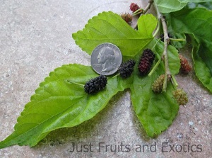 Edible Leaf Mulberry – Eat the Leaves, too!