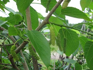 Mulberry 'King White Pakistan'