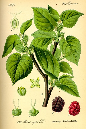 Morus nigra L.