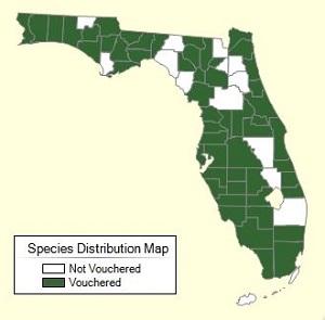Morus rubra L. Species Distribution Map