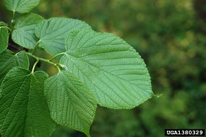 Red mulberry (Morus rubra)