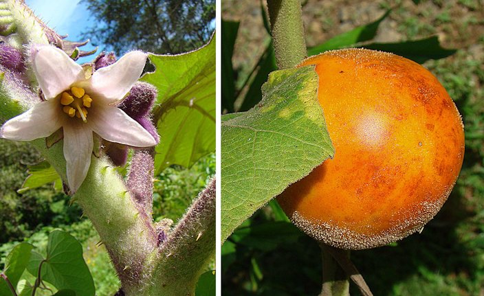 25 Seeds Naranjilla Solanum Quitoense 