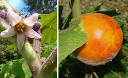 Solanum quitoense, the Naranjillo