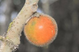 Solanum quitoense, the Naranjillo