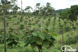 INIAP realizó el I Seminario sobre el manejo del cultivo de naranjilla