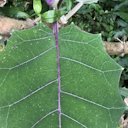 Solanum quitoense Lam. Costa Rica