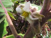 Solanum quitoense (Naranjilla, lulo, little orange). Flowers, Pali o Waipio, Maui, Hawai'i.