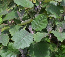 Solanum quitoense leaf habit