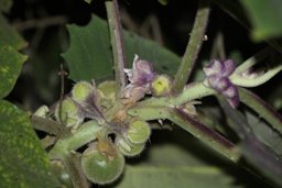 Solanum quitoense Lam., fertile branch