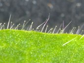 Solanum quitoense leaf margin trichomes