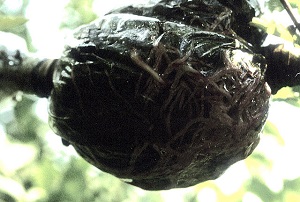 New roots have penetrated the moss ball (Air layering of Ulmus pumila)