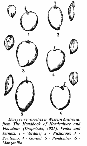 Early olive varieties