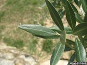 Olive (Olea europaea) L. foliage