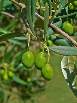 Olea europaea, Olive, developping fruits