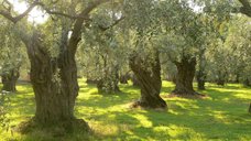 Olive trees on Thassos, Greece
