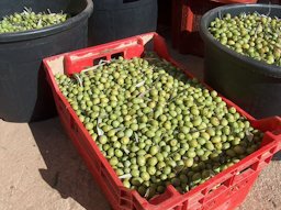 Olive fruits prepared to oil extraction