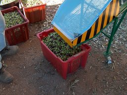 Grading of olive fruits to remove the foliage.
