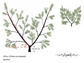 Olive-tree growing systems: ipsilon form