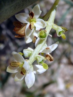 Oliva europaea (Olivo) : Flores, detalle - La Huerta, Albatera  (Provincia de Alicante, España).