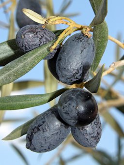 Olea europaea, Olive, fruits; Karlsruhe, Germany.
