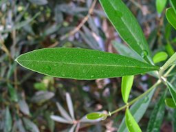 Olea europaea, Olive, leaf; Karlsruhe, Germany.