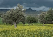 Olea europaea, Olive grove in Cyprus