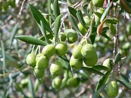 Olea europaea