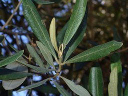 Olea europaea. Los Angeles, California