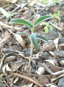 Young olive (Olea europaea) plant, that germinated from a seed. Karkur, Israel.