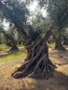 Old Sevillano Olive Tree in Corning, California