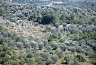 Olivenfelder bei, Tuscany