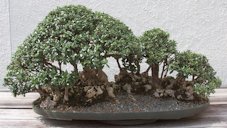 European Olive (olea europaea). National Arboretum Bonsai Collection Training Date 1970
