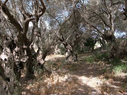 Olea europaea Grove Wardija Ridge Malta. 1000-2000 yearsold.