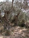 Olea europaea Grove Wardija Ridge Malta. 1000-2000 years old.