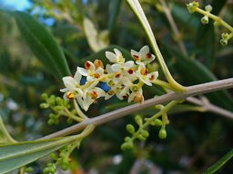 Olea europaea flowers, Forest of Olive trees. Karlsruhe, Germany