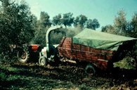 Olive forage in high pressure bale, Andalusia, Spain.