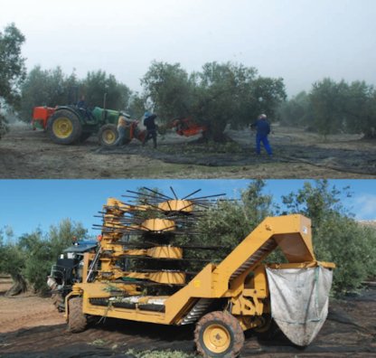 Most common method (trunk shaker and manual canopy beating) used for harvesting (top) and new method (canopy shaker around the tree) (bottom)